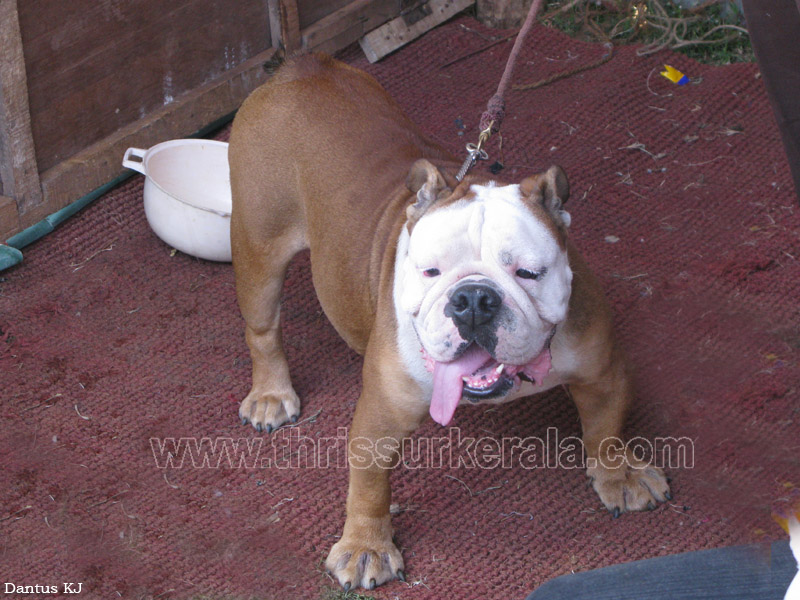 Mannuthy-Thrissur-Dog-Show-2011 (35)